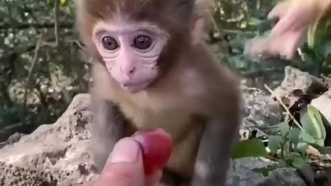 Must see cute baby Animal