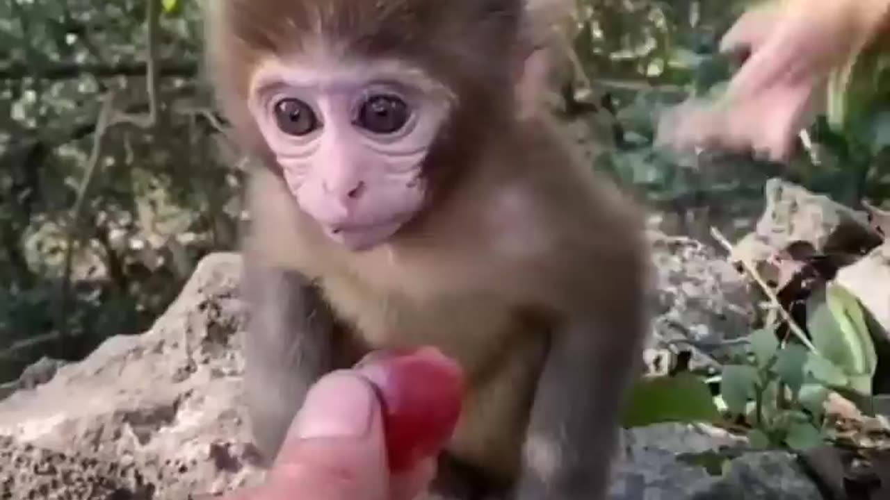 Must see cute baby Animal