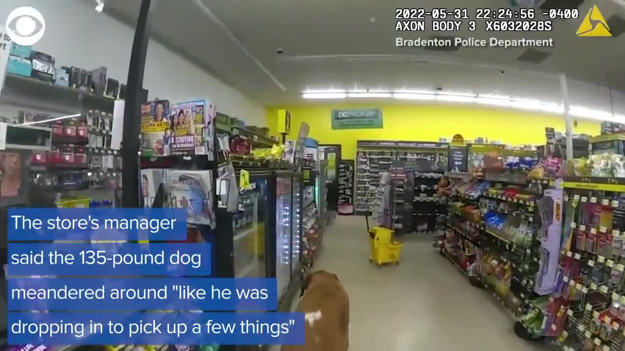 Dog wanders into store in Florida