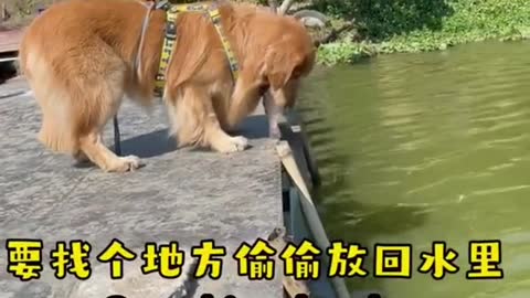 Dog send a small fish to go home story