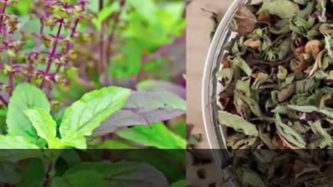 सूखी हुई तुलसी कर देगी मालामाल बस करें ये काम । Tulsi Ke Upay । Astrology Remedies
