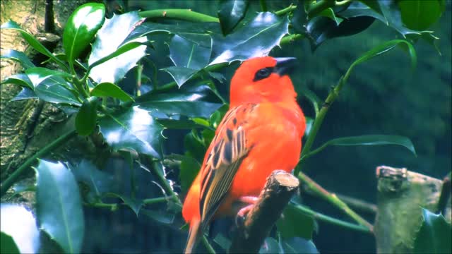 Red very beautiful