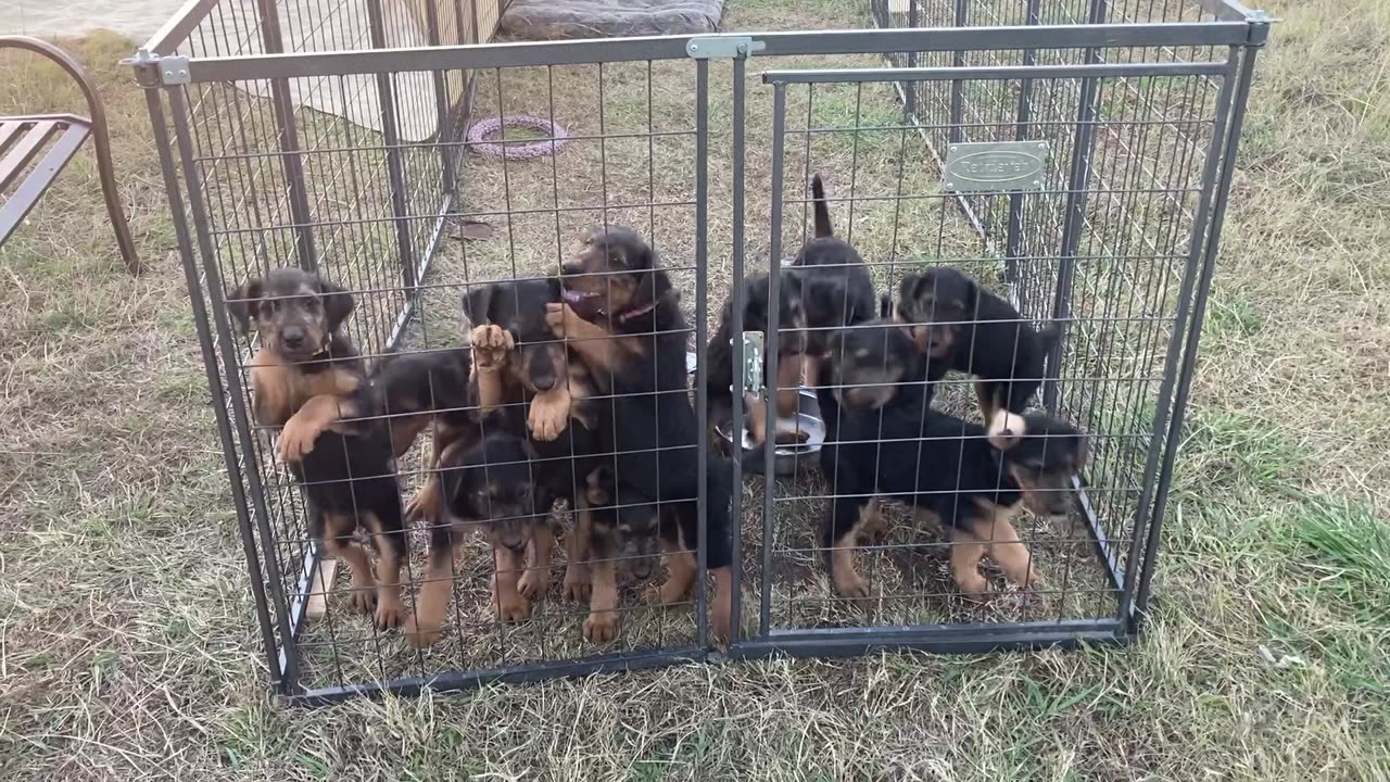 Airedale Puppies Born 9/21/2024