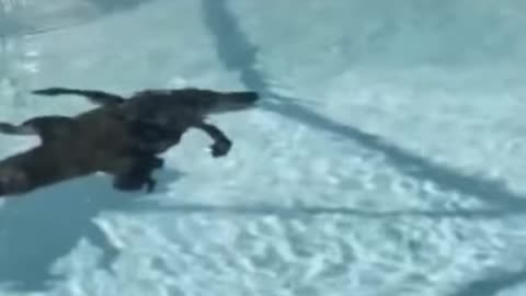 Imagine if you were in the pool and that jumped in