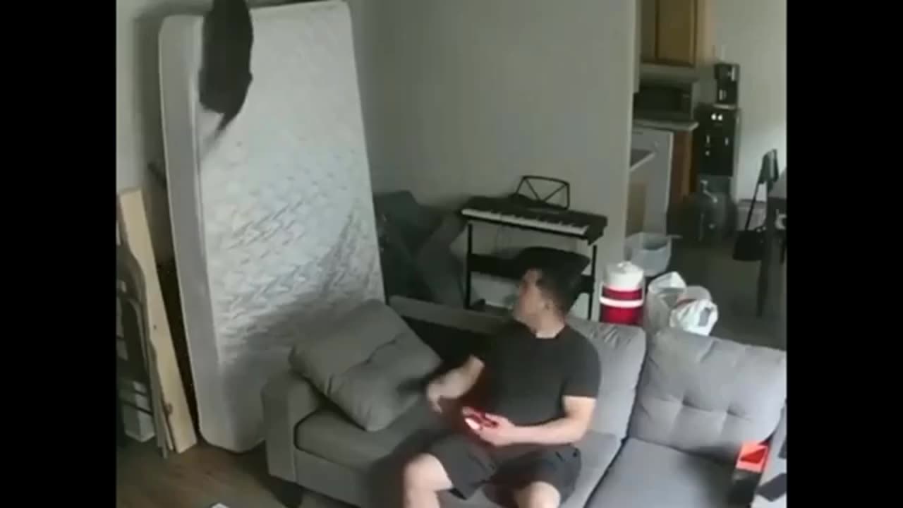 Funny animal videos🤣🤣🤣