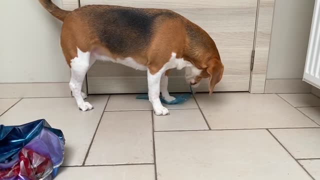 Beagles Pranked By Floating Shark!