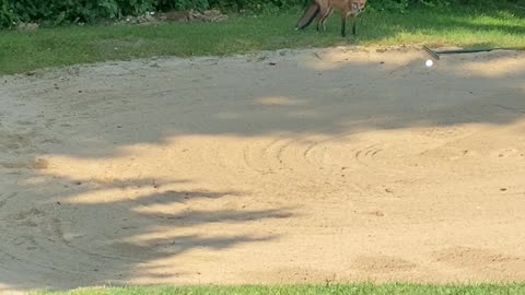 Frolicking Foxes Fumble about Bunker