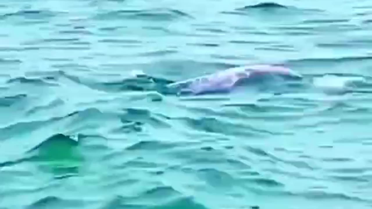 Dolphins video