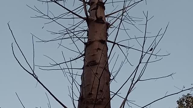 A bird playing on dry tree