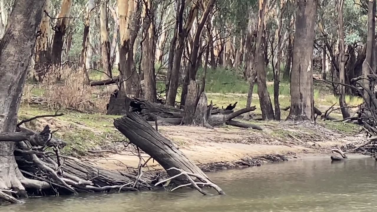 It’s Not Everyday You See Two Emus Crossing the River