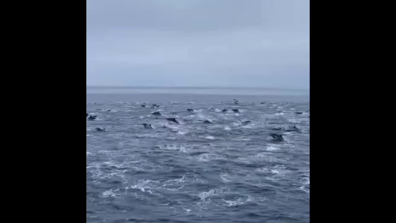 Myact #dolphin