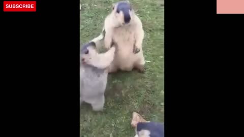 very very crazy animals