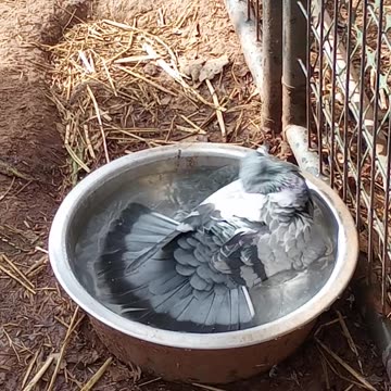 🕊 Rescue Pigeon Takes a Bath 🕊