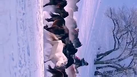 #visit #travel #horse #nature #snowing