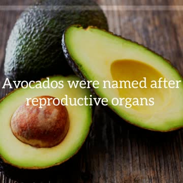 Did You Know? Avocados were named after reproductive organs || FACTS || TRIVIA