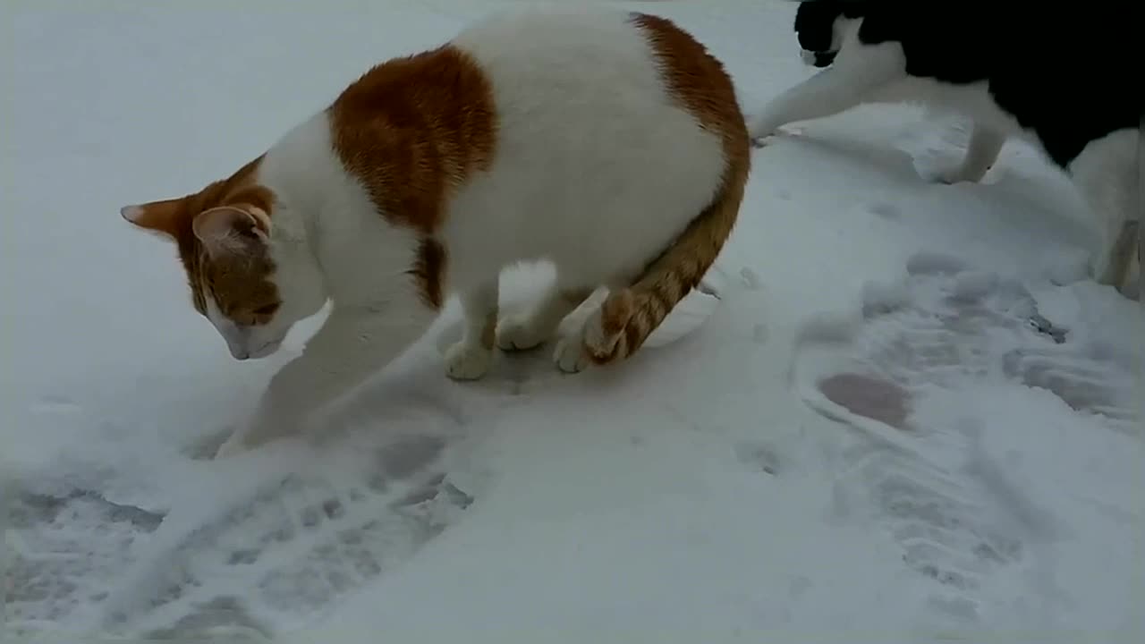 Cats Enjoy Playing In The Snow