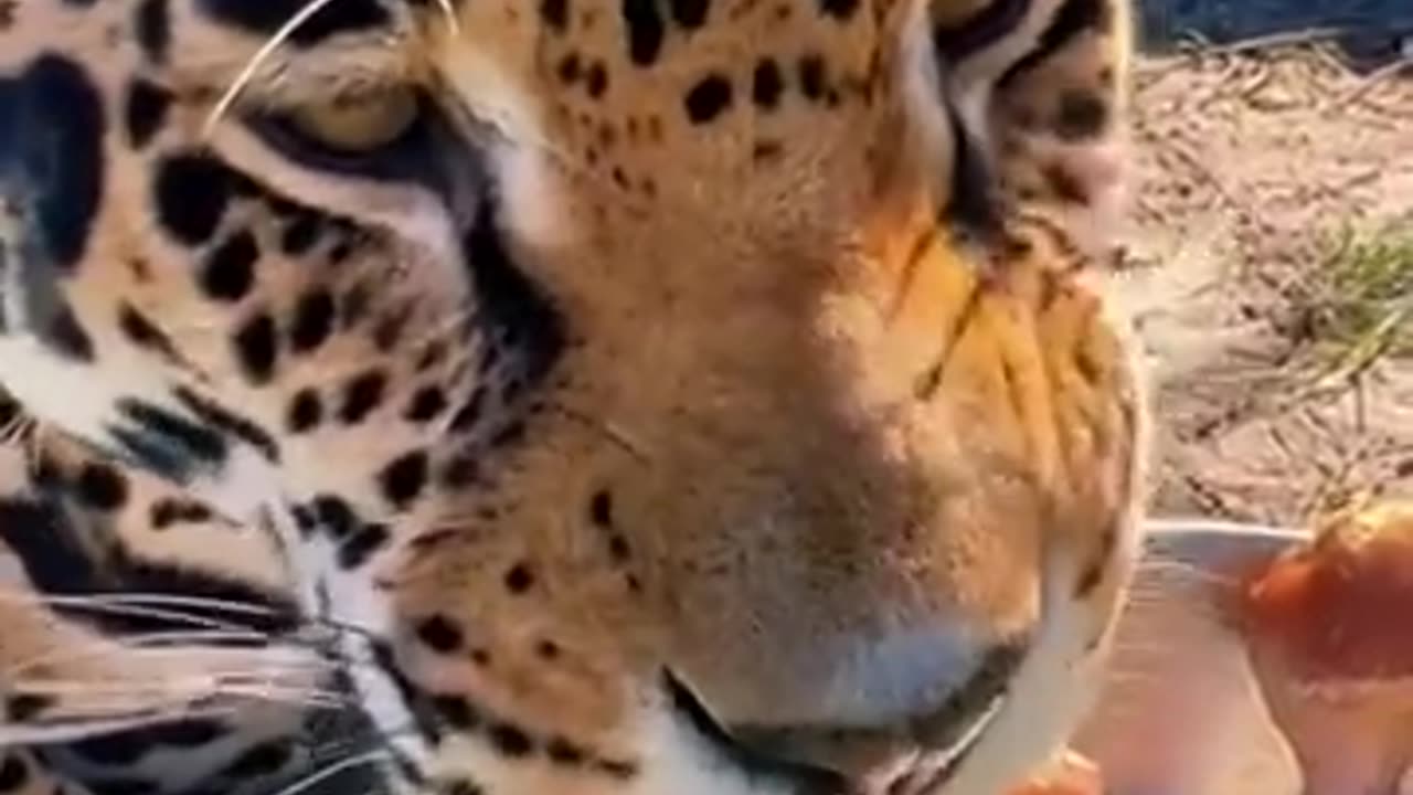Jaguar Eating ! ASMR AWESOME