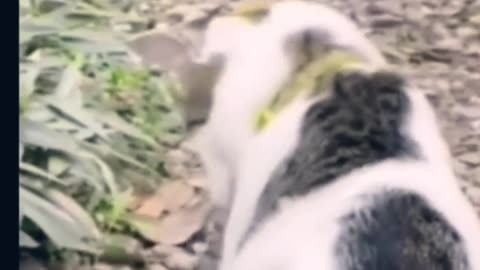 Best comedy scenes | funny animal 🤣🤣🤣