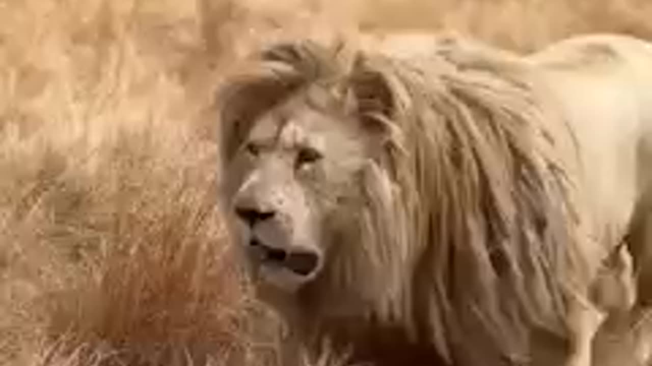 Beautiful Animals lion attitude