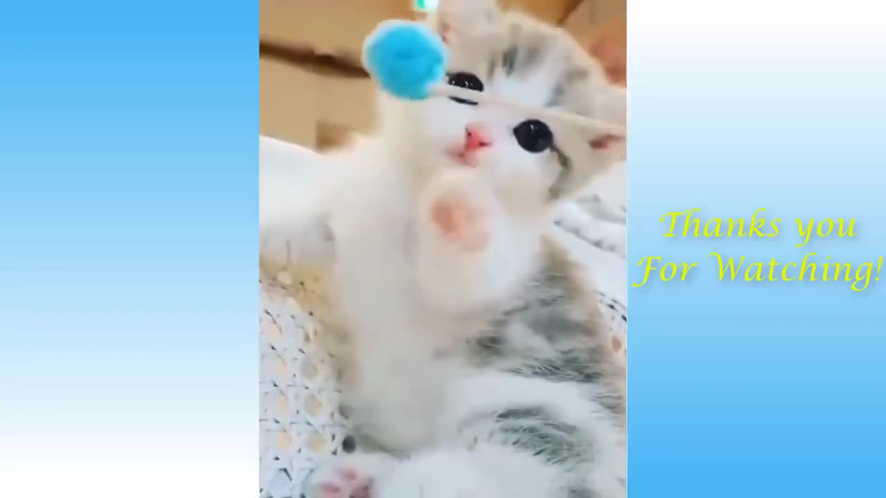 BEST Cute Pets And Funny Animals Compilation 11 Funny Sunny