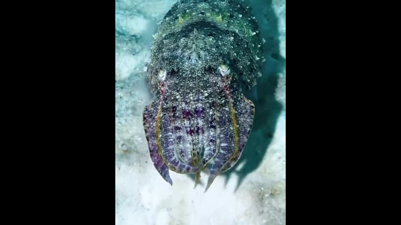 Sea animal