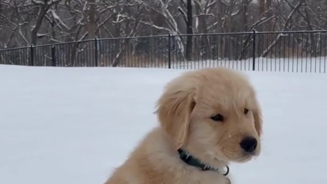 cutest golden retriever EVER!!!