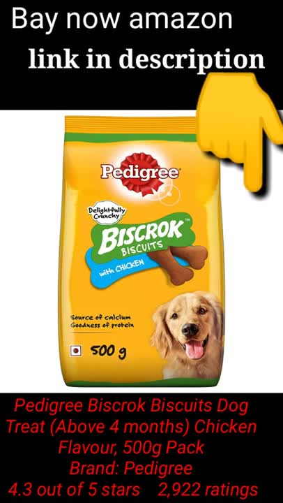 Funny Dogs Videos | That Will Make You Laugh All Day Long | funny animals videos