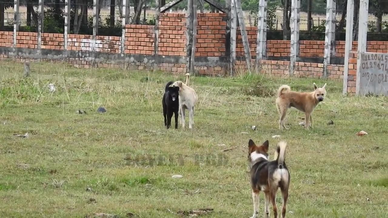 Villagedog!! Black Labrador Retriever Vs German Shepherd Dog Near Home