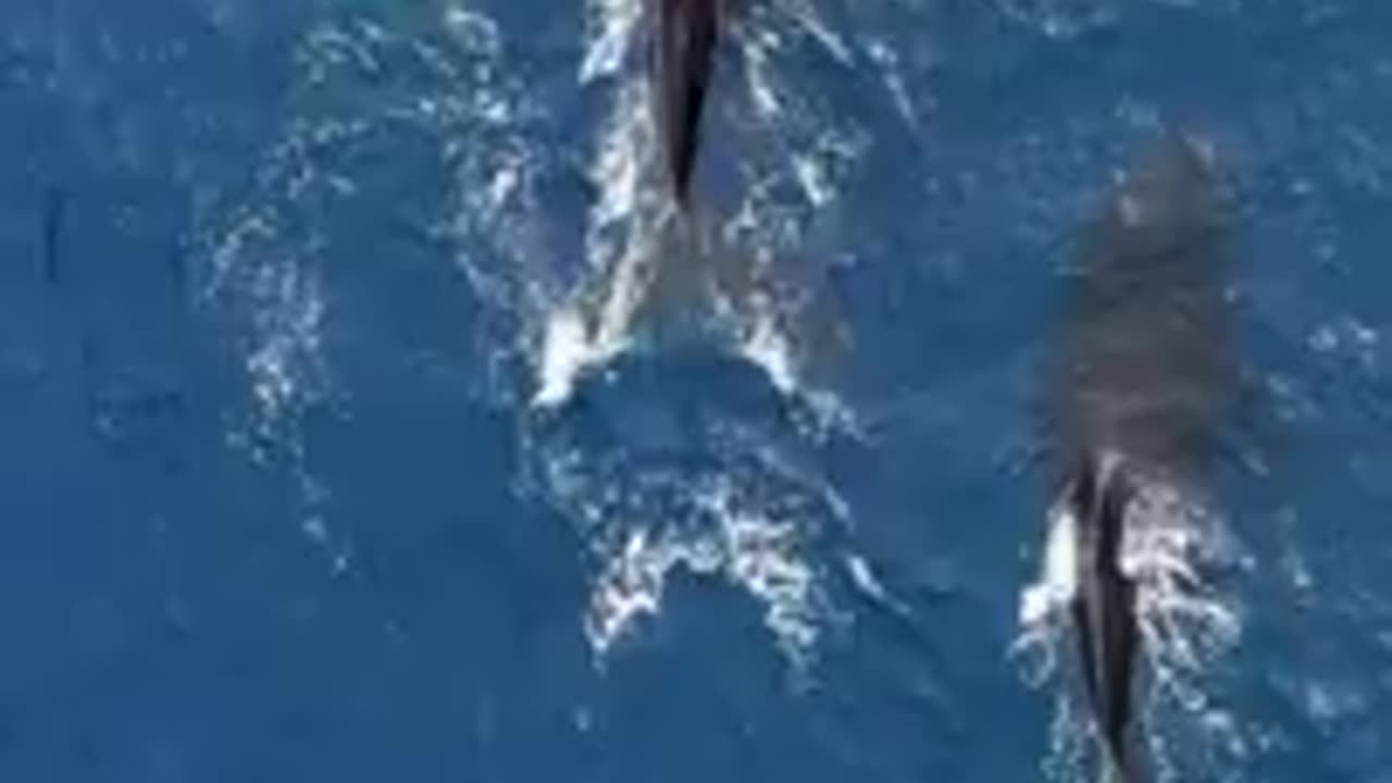 Whale in ocean