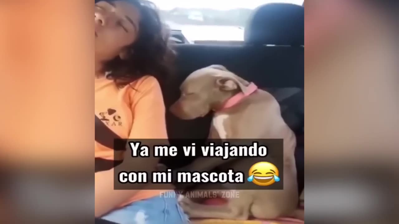 Funniest Animals 2023 😂 Funny Cats and Dogs 🐱🐶 | Funny Animal Videos 2023