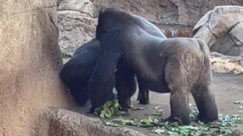 Animal: Gorilla wants his seat back (funny)