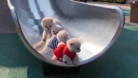 Dogs slide