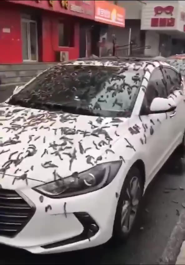 🇨🇳 Milioni di vermi piovono dal cielo sopra Pechino.