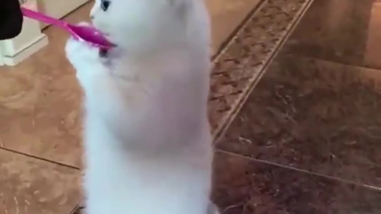 Funny Animals video | Cute animal video | #animals #viral