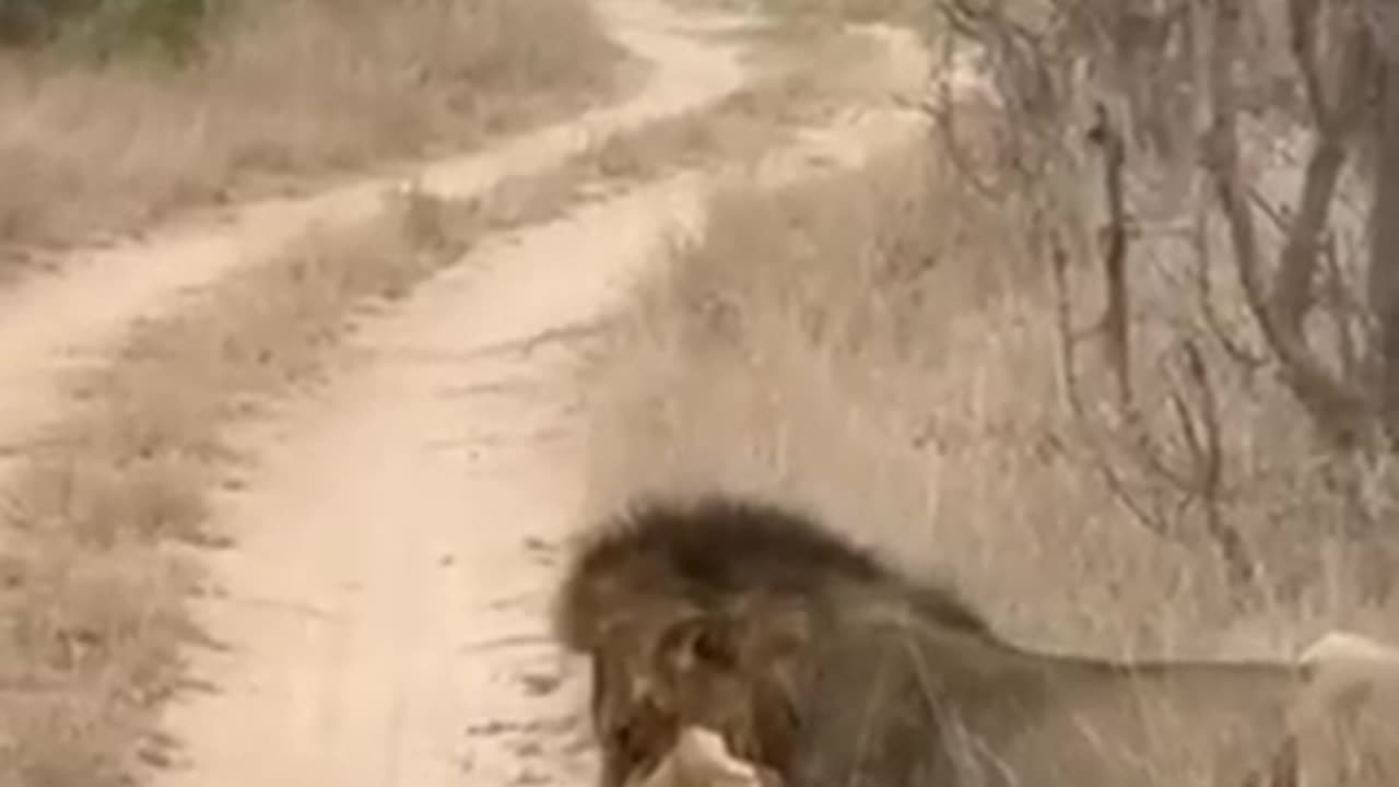 The nikalu male lions kills a cub__badparenting