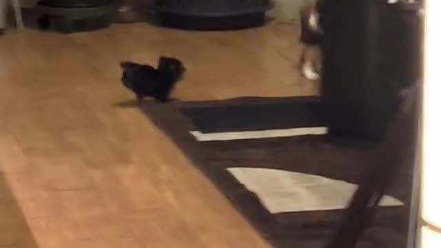 Puppy doggy