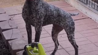 For the love of chicken nuggies