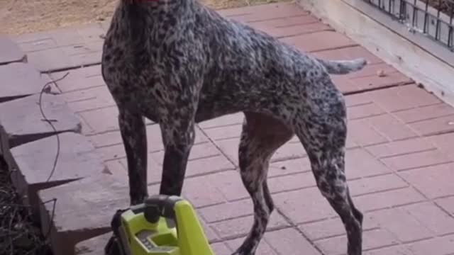 For the love of chicken nuggies