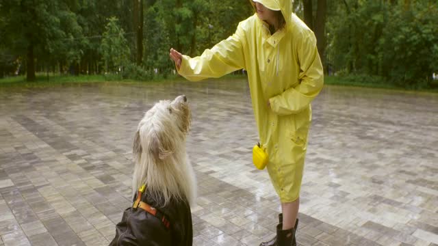 Dog first time learning to give paw 🐾