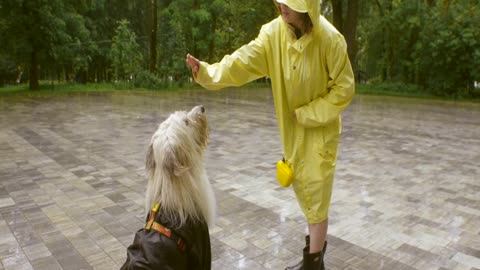 Dog first time learning to give paw 🐾