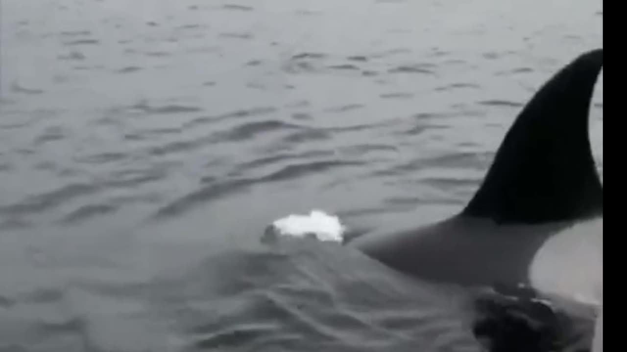 seals run into the boat because of being chased by orca whales