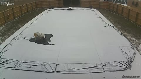 Dog Decides to Take a Load off on Pool Cover During Snow Storm