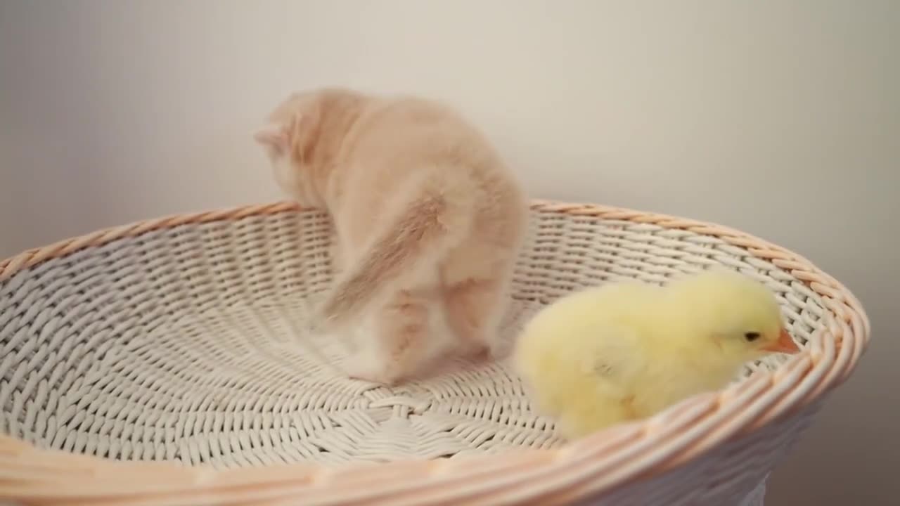 Adorable Kitten Chicken Playtime