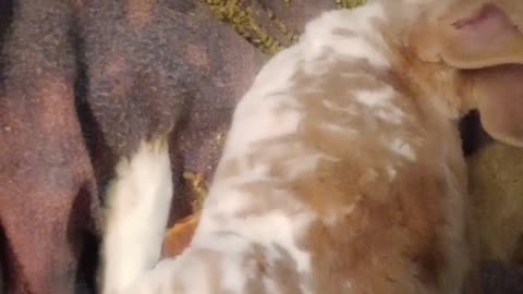 RENTER KICKED MY RABBIT BREAKING ITS LEG