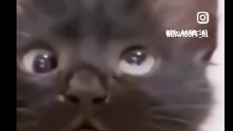 Funny Cat Try Not To Laugh