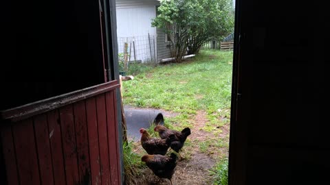 Captain herds chickens