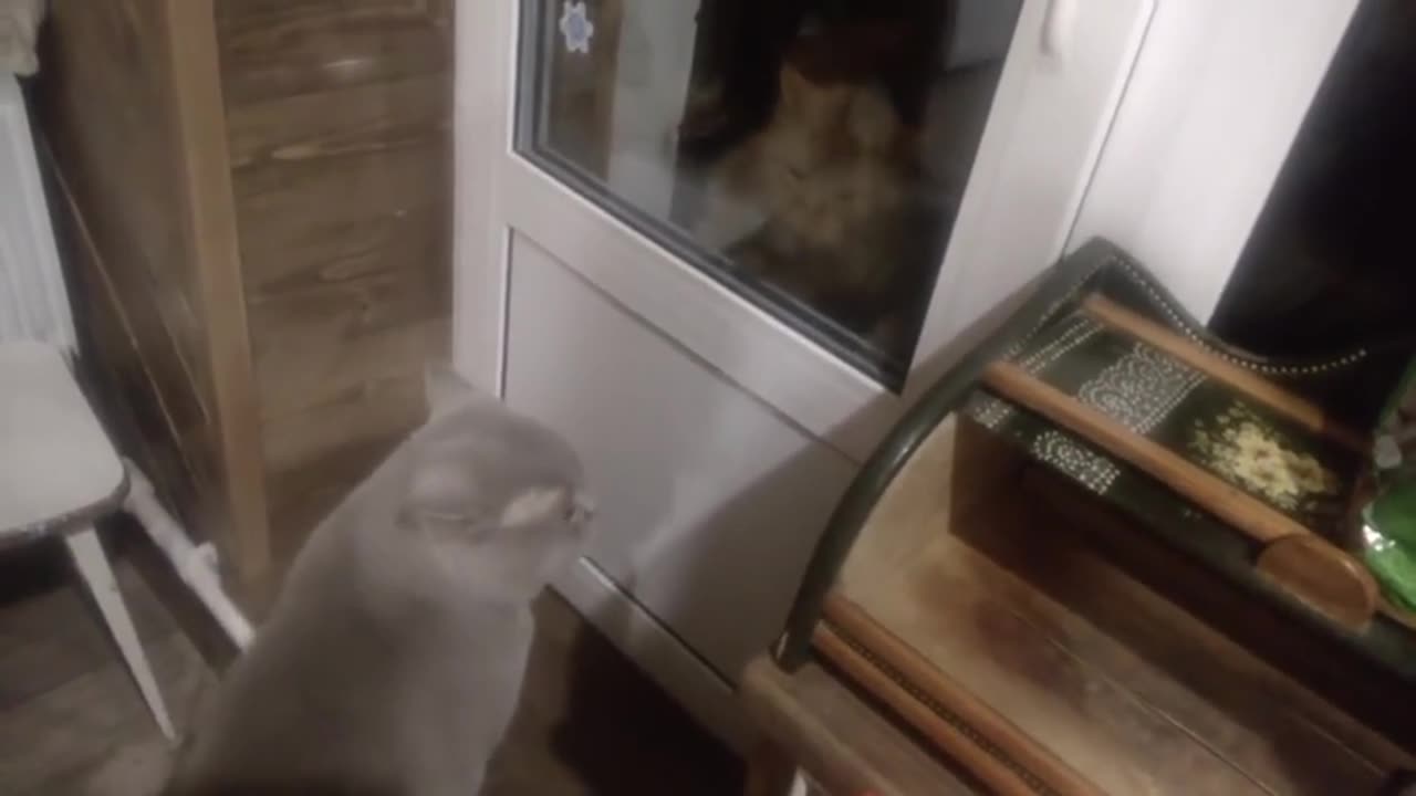 Kitty Sees Neighbor Cat Nemesis At Front Door, Meows The House Down