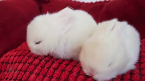 The Cutest White Baby Bunnies