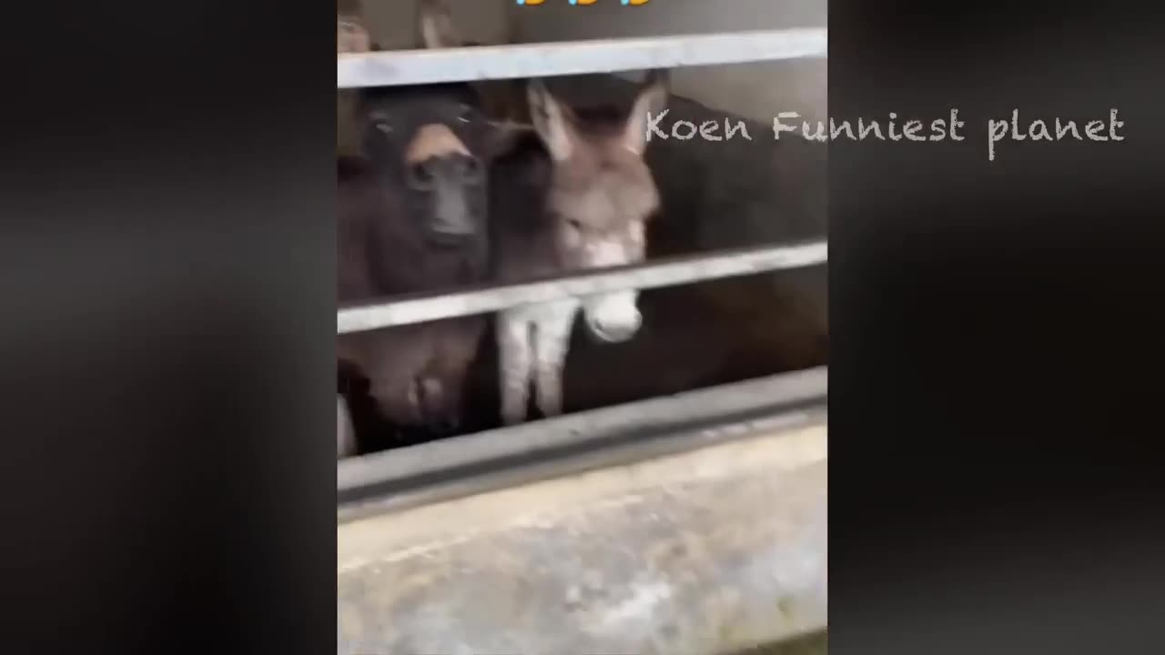 Best Funniest Animal Videos Of The Month 🥰👌 #1