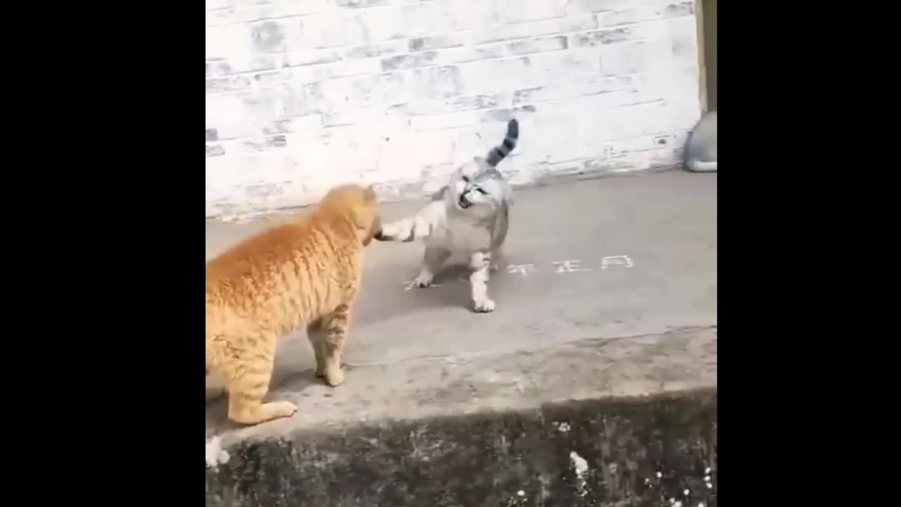 It is very funny to see two cats fighting each other